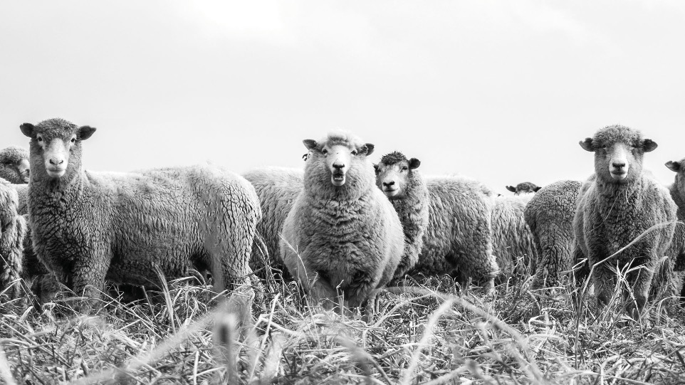 sheep on a meadow