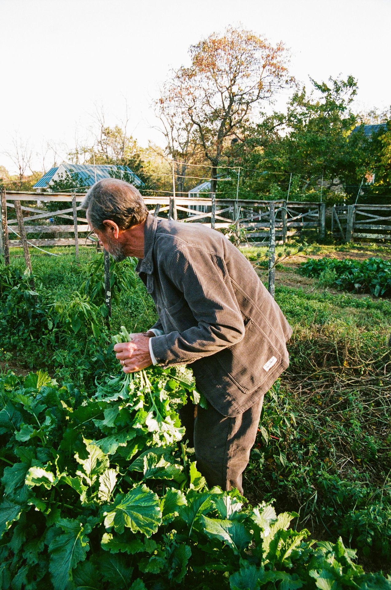 Man in brown corduroy jacket and trousers harvesting salad