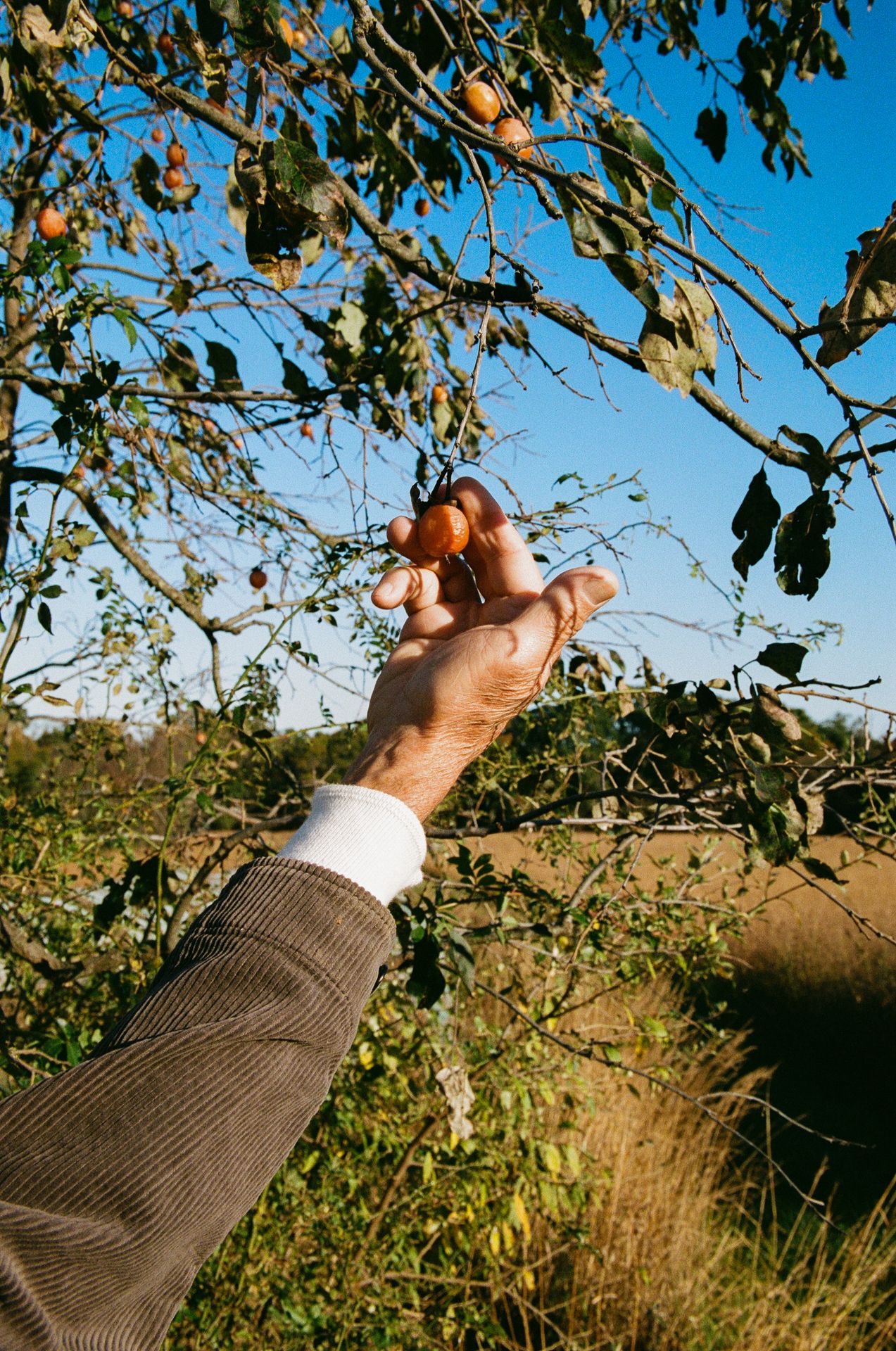 Hand holding a small apple